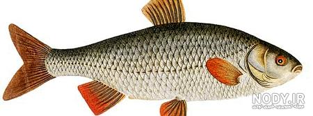 عکس ماهی🐟دانلود 15 عکس ماهی زیبا با کیفیت بالا