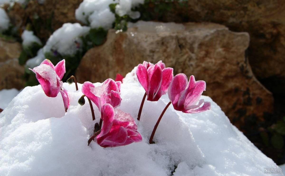 عکس گل زمستانی