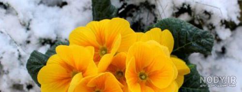 عکس گل زمستانی برای پروفایل