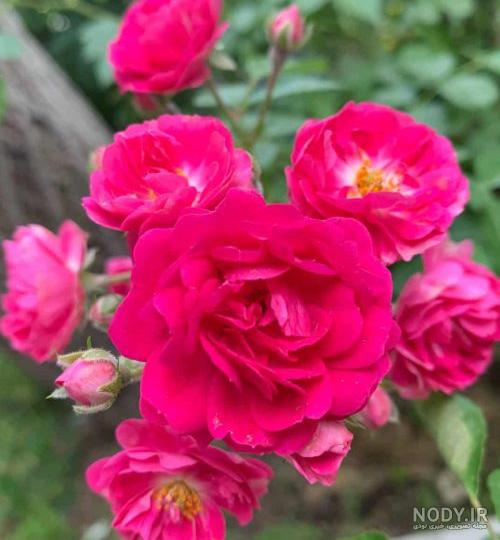 عکس گل های طبیعی و زیبا مخصوصا گل رز در انواع رنگ عکس گل های طبیعی و زیبا مخصوصا گل رز در انواع رنگ