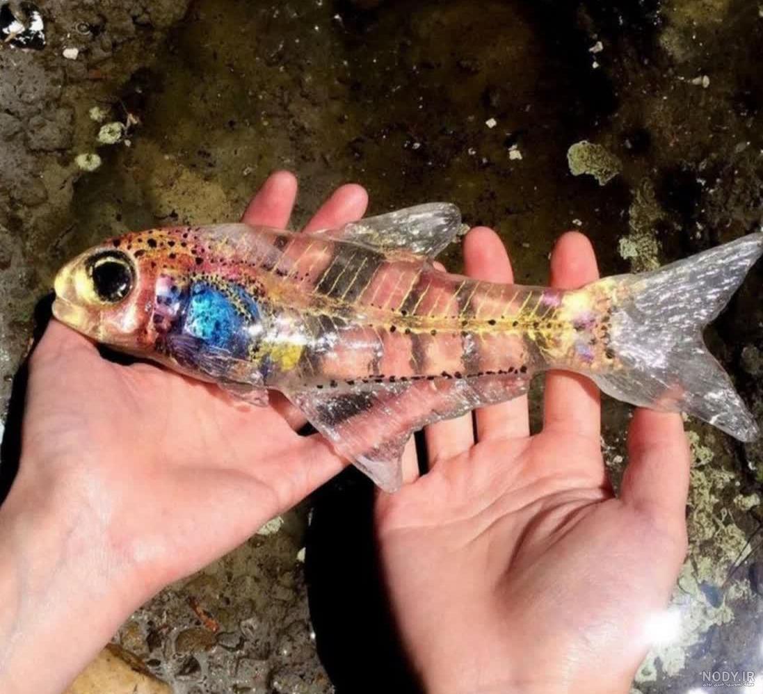 مجموعه تصاویر ماهی گوپی (Guppy Fish Photo Gallery) – ماهی زینتی