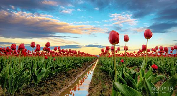مجموعه عکس های منظره دشت گل و طبیعت های زیبا مجموعه عکس های منظره دشت گل و طبیعت های زیبا