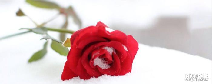 گل های مناسب فصل سرما؛ زیباترین گل های مقاوم به سرما - نهالستان ...