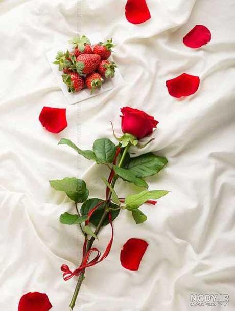 85 عکس گل رز با رنگ های زیبا و خاص 85 عکس گل رز با رنگ های زیبا و خاص