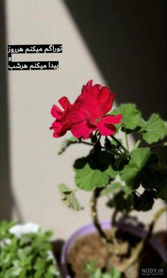 100 عکس گل های زیبا و قشنگ برای پروفایل | عکس پروفایل گل رز 100 عکس گل های زیبا و قشنگ برای پروفایل | عکس پروفایل گل رز