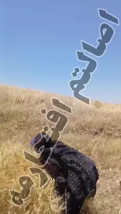 ✿❀ ﴾﷽﴿ ❀✿: - عکس ویسگون ✿❀ ﴾﷽﴿ ❀✿: - عکس ویسگون
