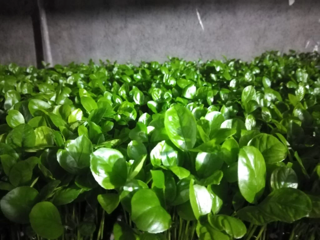 آموزش کامل کاشت سبزه عید با هسته پرتقال
