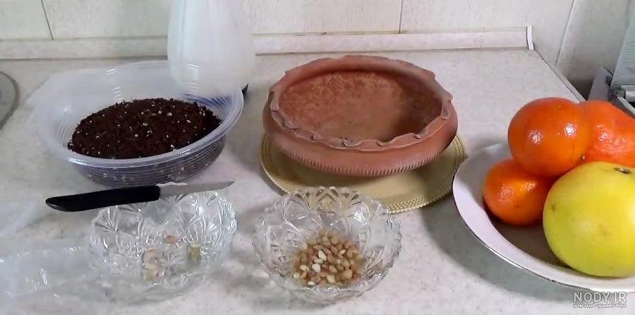 آموزش کامل کاشت سبزه عید با هسته پرتقال