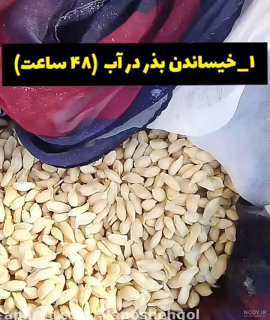 آموزش کامل کاشت سبزه عید با هسته پرتقال | فرادید | پلیکان