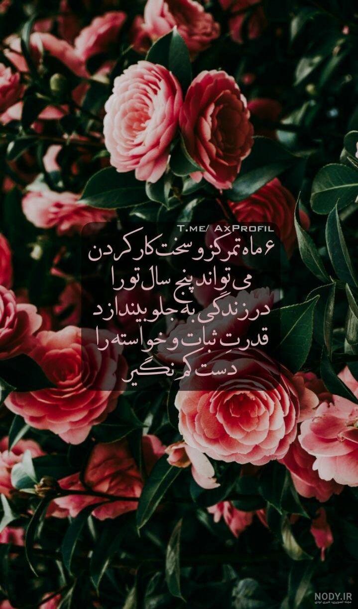 جدیدترین عکس گل زیبا و خاص برای صفحه مجازی خود و یا استوری - گلی خانوم جدیدترین عکس گل زیبا و خاص برای صفحه مجازی خود و یا استوری - گلی خانوم