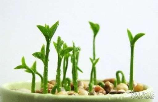 زیبا ترین مدل های سبزه هفت سین نوروز