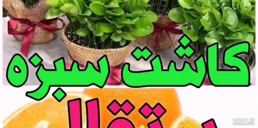 صفر تا صد کاشت سبزه عید نوروز با هسته پرتقال
