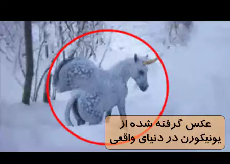 عکس اسب تک شاخ پرنده