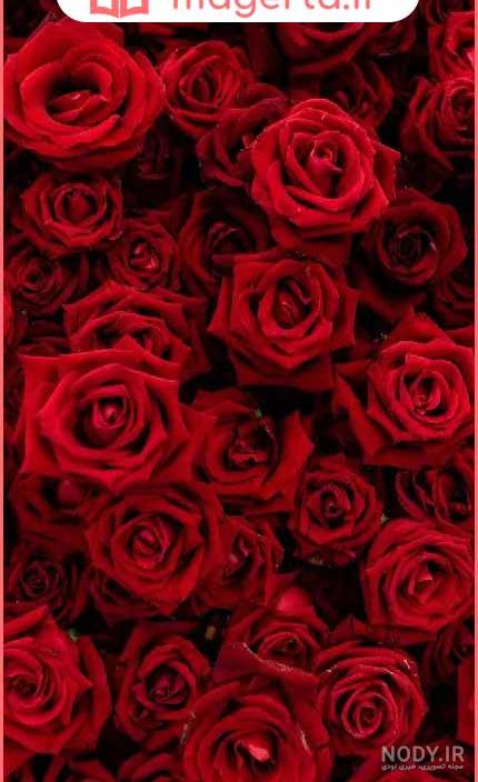 عکس برای استوری گل عکس برای استوری گل