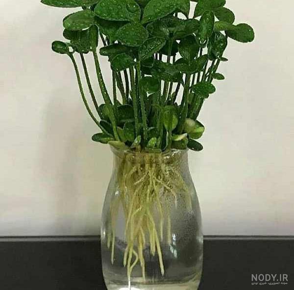 عکس سبزه پرتقال