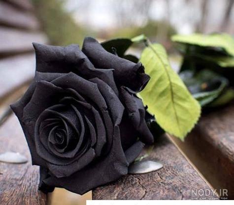 عکس گل برای تسلیت پدر عکس گل برای تسلیت پدر