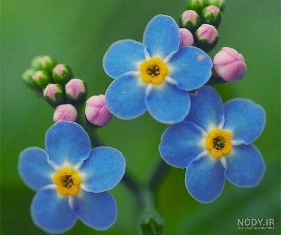 عکس گل های زیبا برای استوری عکس گل های زیبا برای استوری