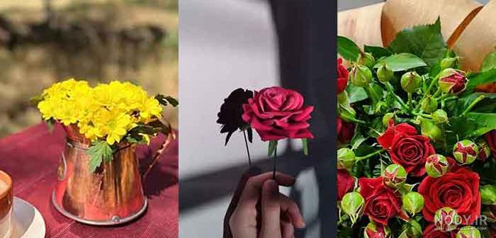 عکس گل طبیعی برای استوری عکس گل طبیعی برای استوری
