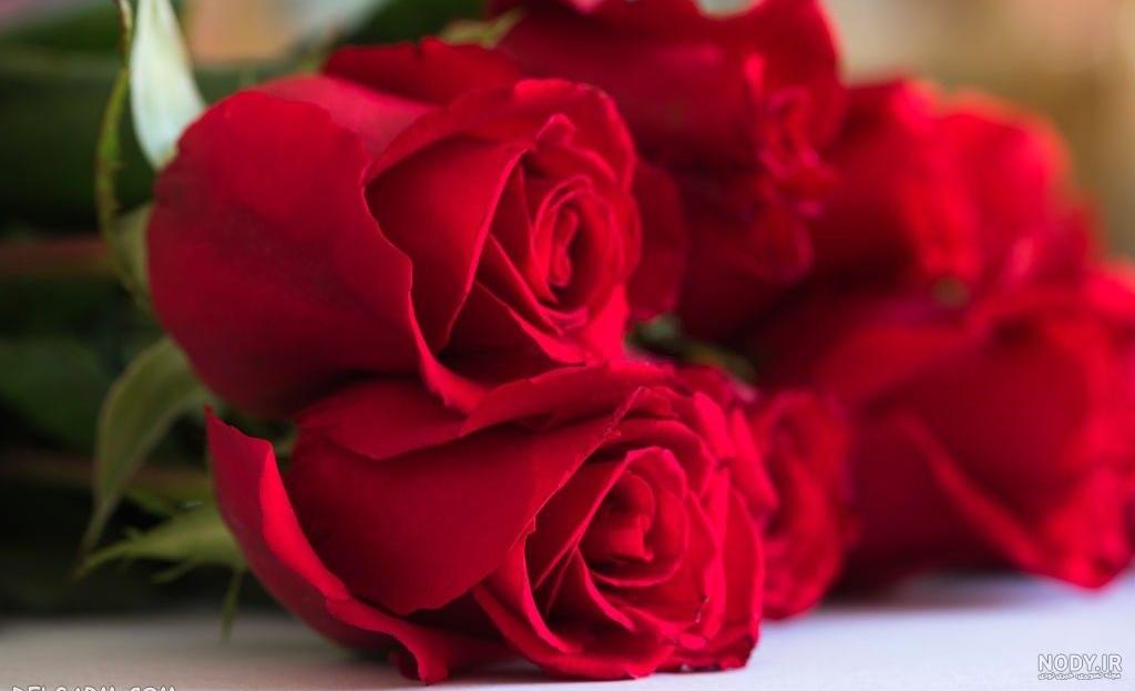 عکس گل طبیعی برای استوری - عکس نودی عکس گل طبیعی برای استوری - عکس نودی