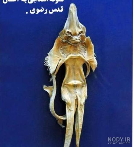 ماهی شیطان دریایی در موزه آستان قدس - همسایه سایه ات به سرم مستدام ...