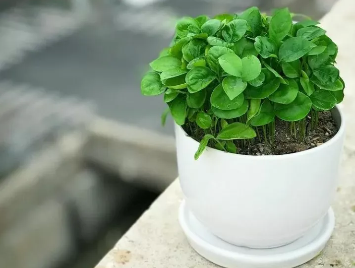 کاشت سبزه پرتقال، لیمو و نارنج برای سفره هفت سین
