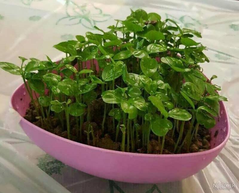۹ مرحله برای کاشت سبزه با هسته پرتقال در منزل