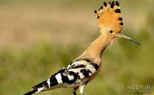  عکس دارکوب و هدهد