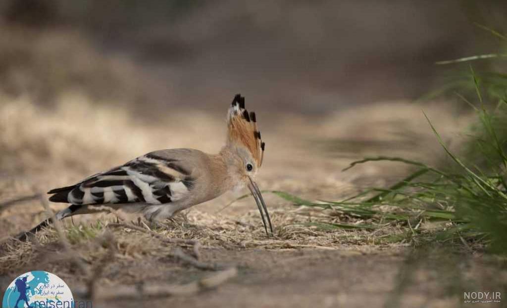  عکس دارکوب و هدهد