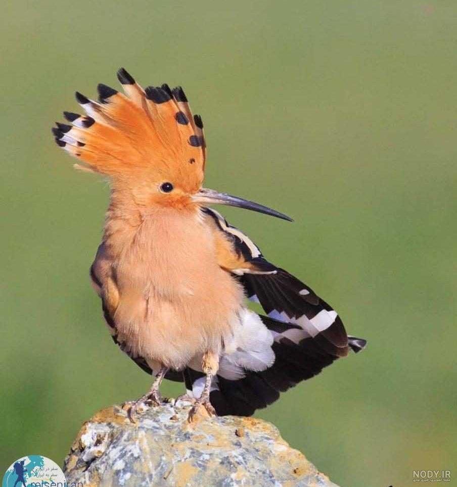  عکس دارکوب و هدهد