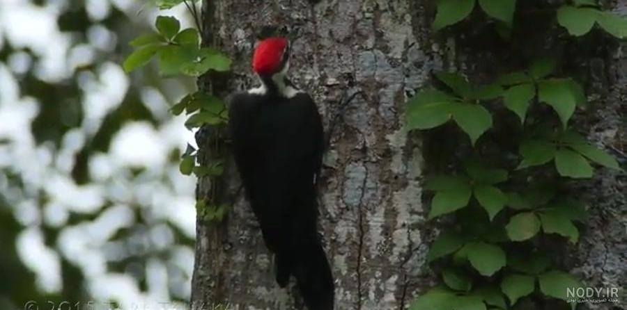  عکس دارکوب و هدهد