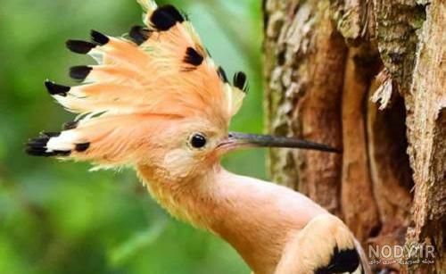 عکس دارکوب و هدهد