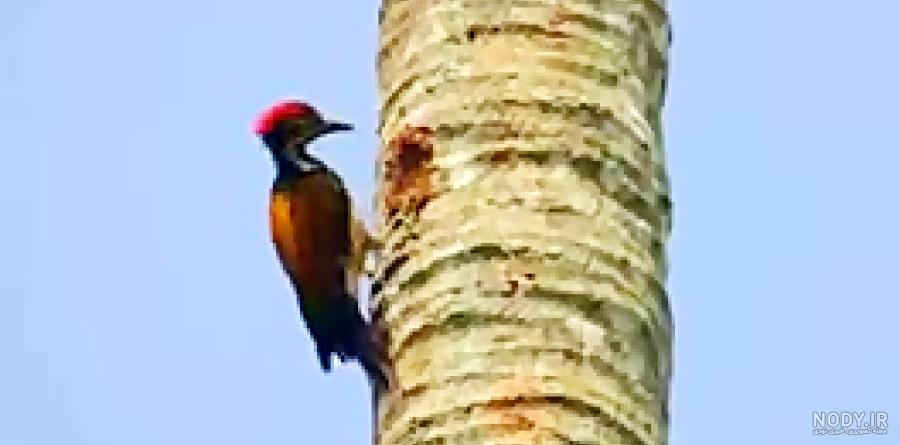  عکس دارکوب و هدهد