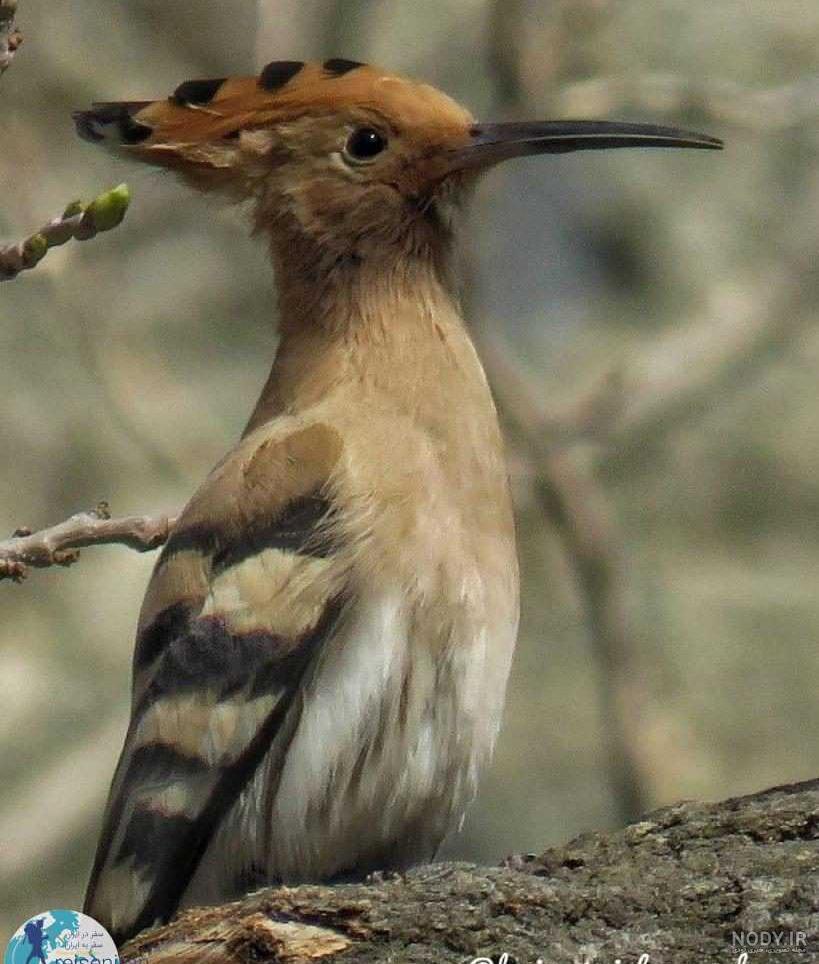  عکس دارکوب و هدهد