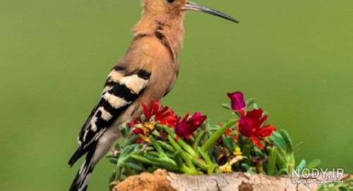  عکس دارکوب و هدهد