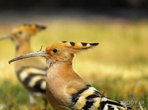  عکس دارکوب و هدهد