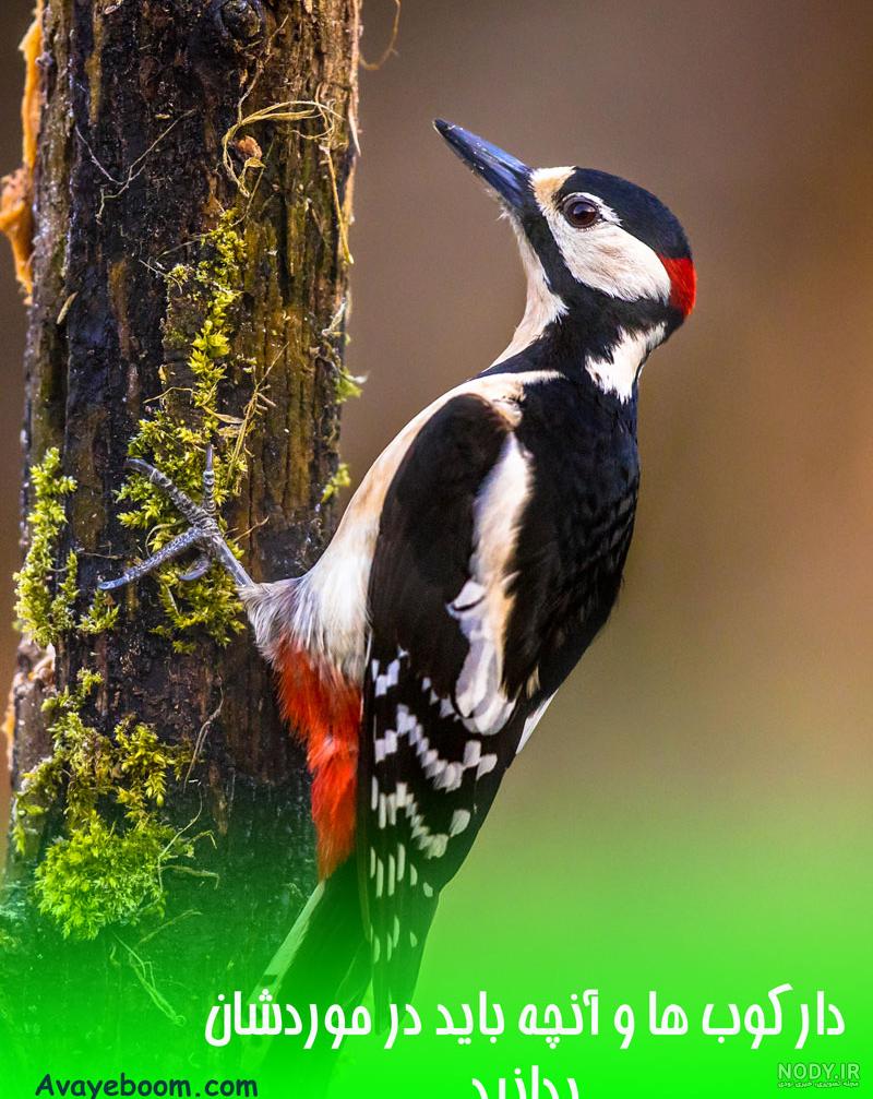  عکس دارکوب و هدهد