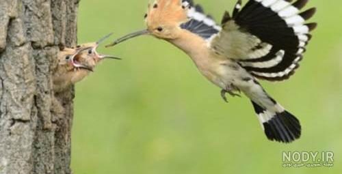  عکس دارکوب و هدهد