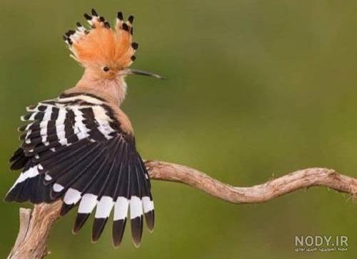  عکس دارکوب و هدهد