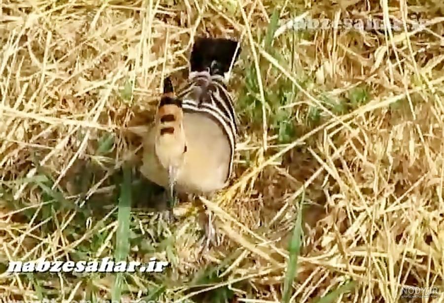  عکس دارکوب و هدهد