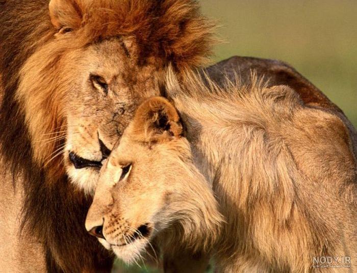 15 گربه وحشی شناخته شده در جهان 15 گربه وحشی شناخته شده در جهان