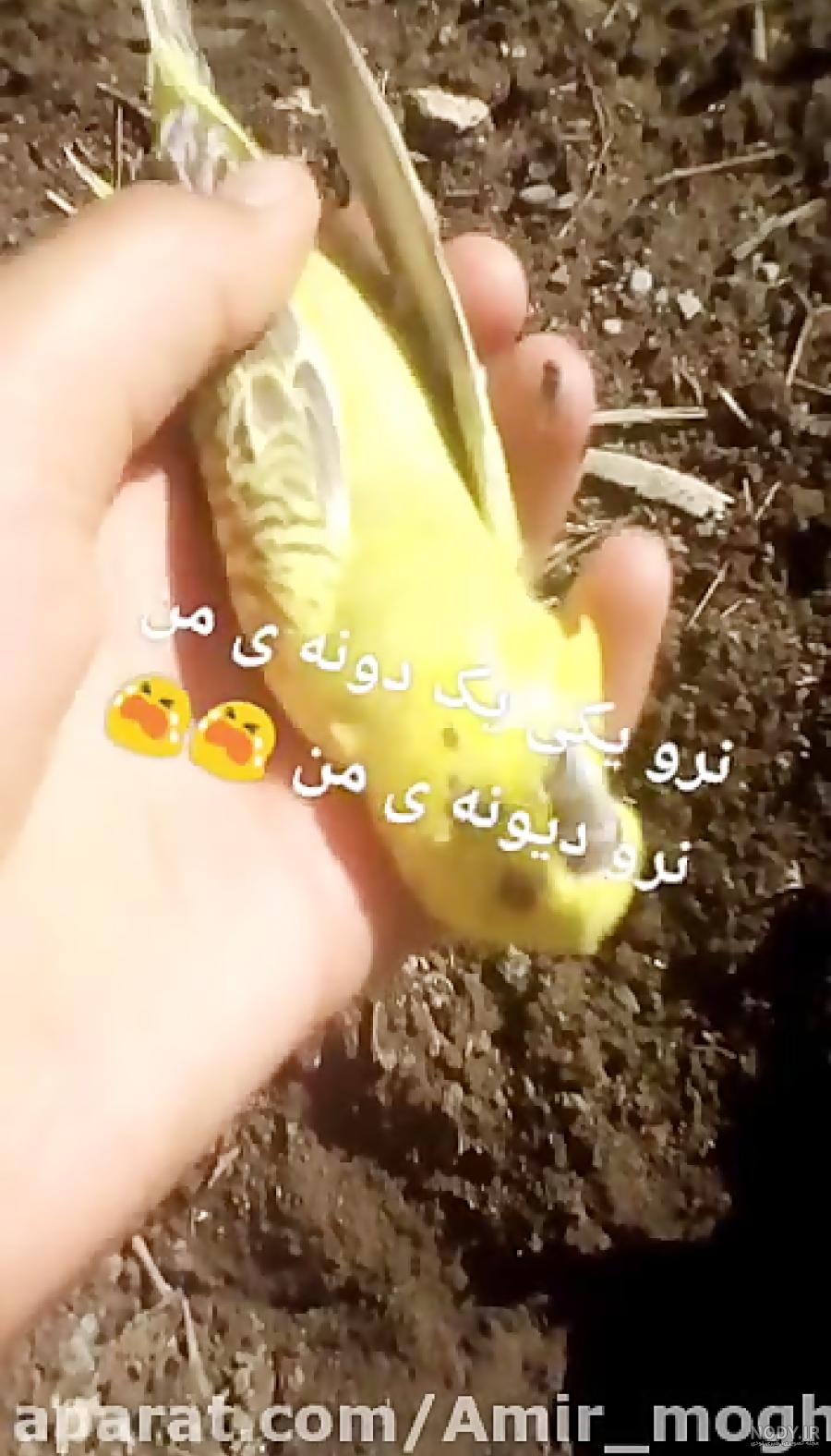 بهترین رنگ مرغ عشق کدام است؟ راهنمای انتخاب رنگ مرغ عشق برای جوجه کشی