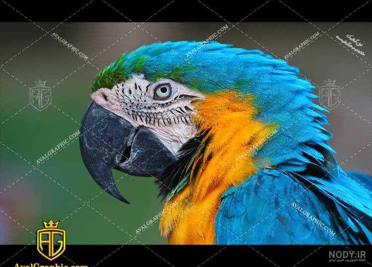 بهترین رنگ مرغ عشق کدام است؟ راهنمای انتخاب رنگ مرغ عشق برای جوجه کشی