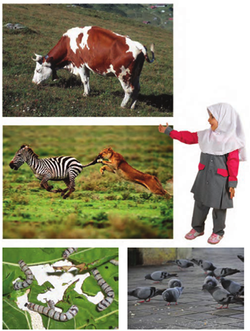 تحقیق در مورد فیل برای کودکان - کلاس درسی