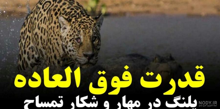 حمله دیدنی ترین گربه وحشی در حیات وحش و سایر حیوانات حمله دیدنی ترین گربه وحشی در حیات وحش و سایر حیوانات