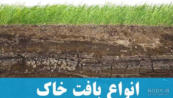خرید نهال گردو شیلی ژنوتیپ برتر | قیمت فروش در تیر ماه 1403 ...