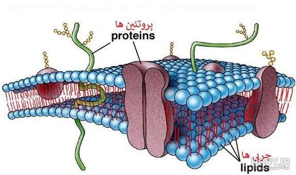 دانلود کتاب علوم تجربی هفتم متوسطه 98 - 99 - علوم هفتم متوسطه دانلود کتاب علوم تجربی هفتم متوسطه 98 - 99 - علوم هفتم متوسطه