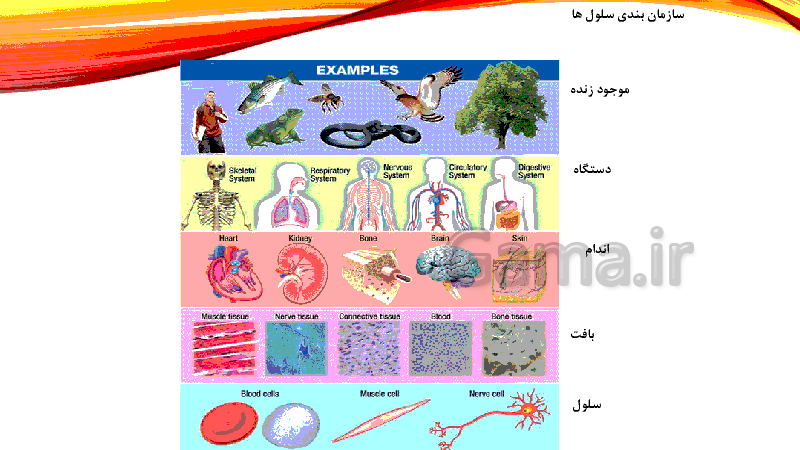 سوالات فصل پانزدهم علوم هفتم با جواب سوالات فصل پانزدهم علوم هفتم با جواب