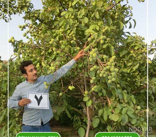 صفر تا 100 آبیاری صحیح درختان شلیل