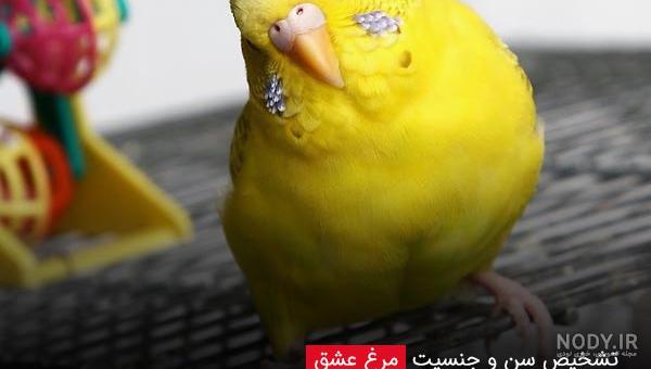 طوطی سخنگو / دوبله