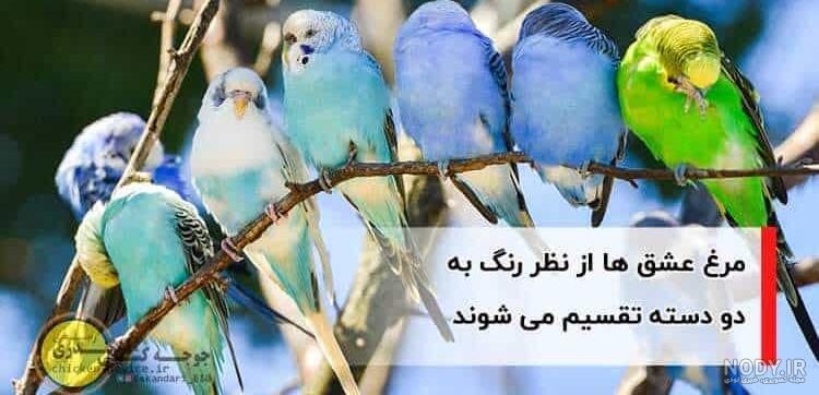 عکس از مرغ عشق سفید